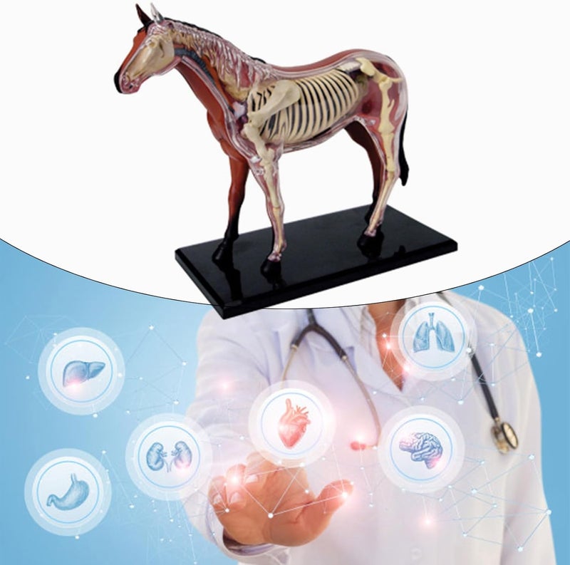 Realistic Horse Organ Anatomy Model for Study and Medical Teaching, Horse Anatomy Model for Medical Teaching Toy Study Aid - Image 2