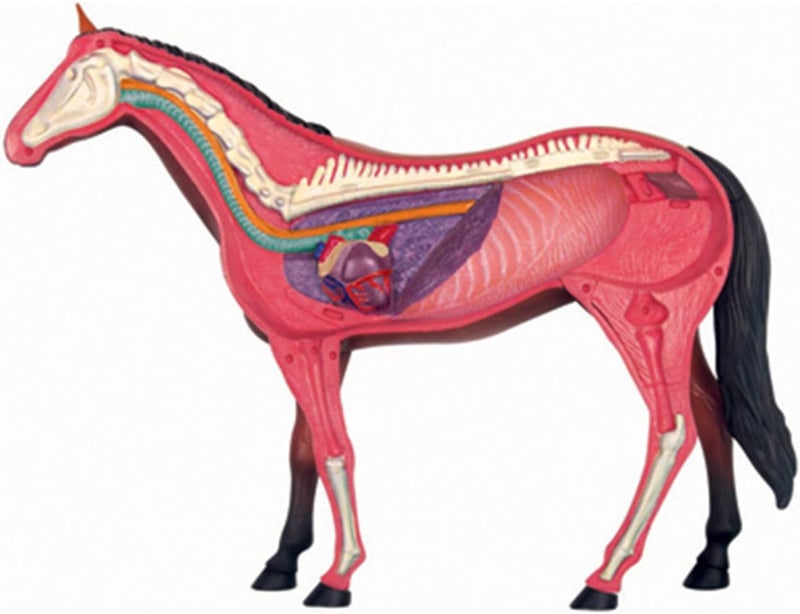 Realistic Horse Organ Anatomy Model for Study and Medical Teaching, Horse Anatomy Model for Medical Teaching Toy Study Aid - Image 4