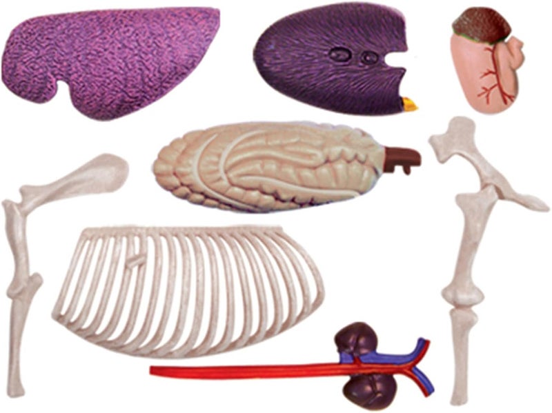 Realistic Horse Organ Anatomy Model for Study and Medical Teaching, Horse Anatomy Model for Medical Teaching Toy Study Aid - Image 3