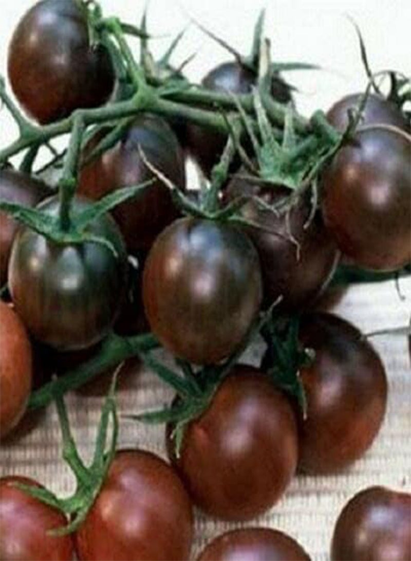 جي جوت 10 بذور طماطم كرزية سوداء نباتية، نابضة بالحياة، غريبة وحلوة للزراعة في الهواء الطلق - Image 2