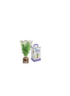 Back to the Roots Window Planter: Lavender from Back to the Roots Lavender plant  - Image 2