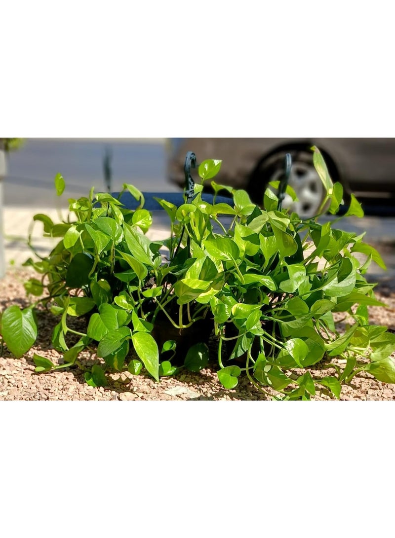 نبات بوتس طبيعي معلق داخلي وعاء أسود، نبات منزلي للديكور - Image 4