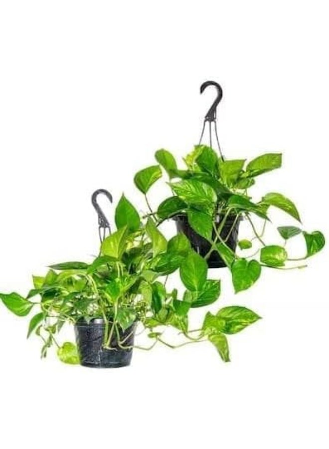 نبات بوتس طبيعي معلق داخلي وعاء أسود، نبات منزلي للديكور - Image 1