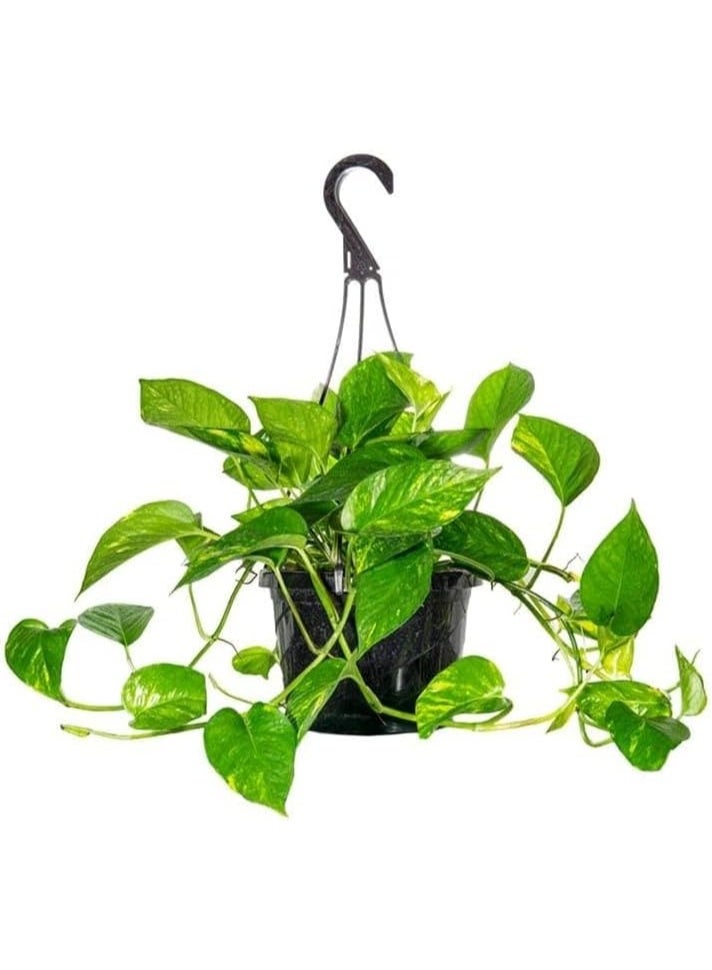 نبات بوتس طبيعي معلق داخلي وعاء أسود، نبات منزلي للديكور - Image 2