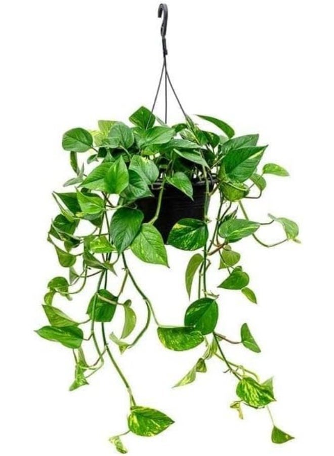 نبات بوتس طبيعي معلق داخلي وعاء أسود، نبات منزلي للديكور - Image 3