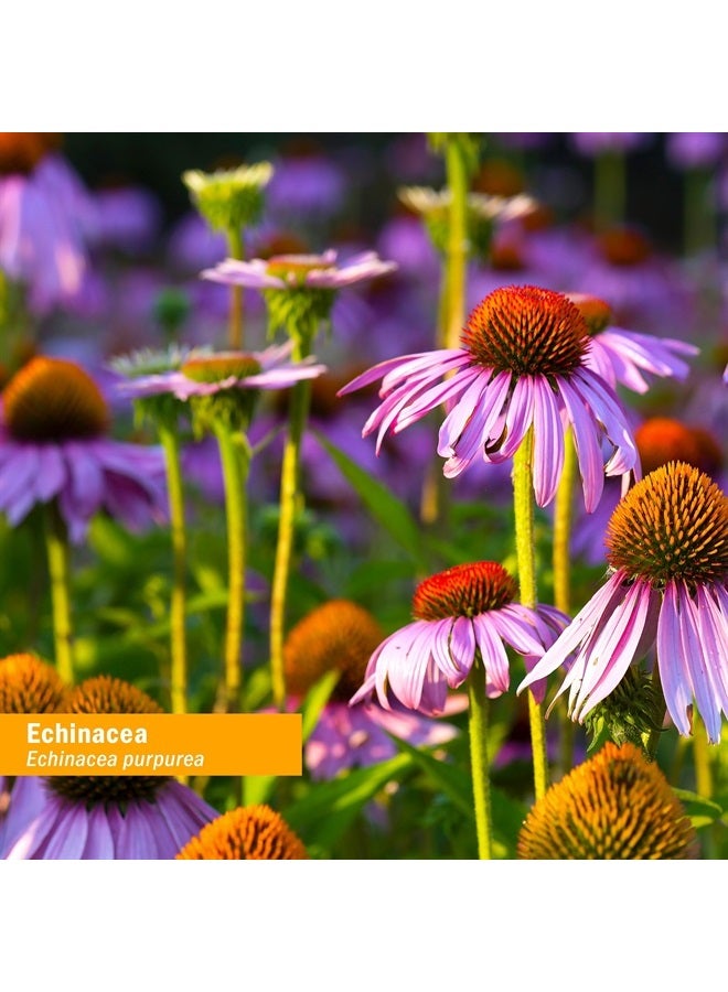 HERB PHARM Certified Organic Echinacea Root Liquid Extract for Immune System Support, Organic Cane Alcohol, 4 Ounce - Image 1