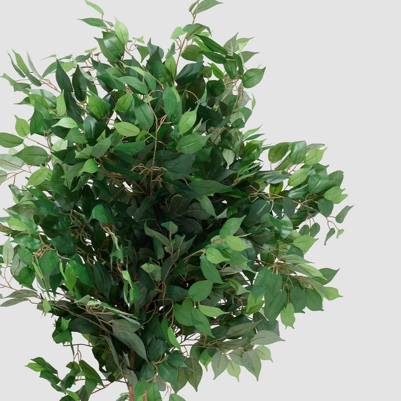 AL HUZAIFA FURNITURE Ficus Faux Plant - Image 2