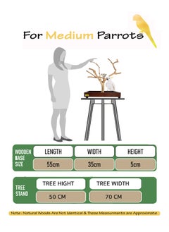 CHEWY BEAK Bird Stand Table Top Natural wooden Parrot Play Stand Indonesian Java wood Tree Perches with Stainless steel feeder medium size  - Image 2