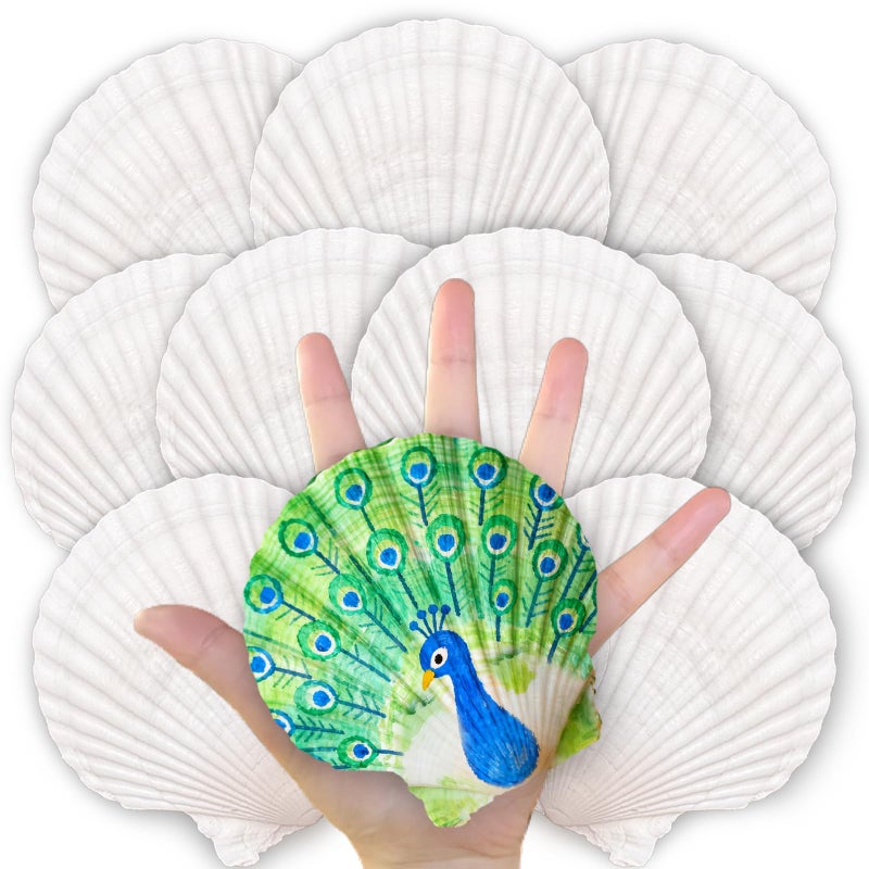 ReePlan 20PCS Large Scallop Shells for Crafts, 4-5 Inch Natural Sea Shells for Decorating, White Seashells Bulk for DIY Crafting, Painting, Baking, Ocean Themed Party Supplies & Decorations - Image 1