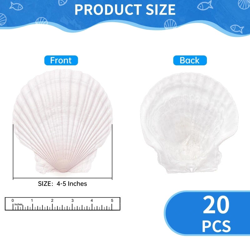 ReePlan 20PCS Large Scallop Shells for Crafts, 4-5 Inch Natural Sea Shells for Decorating, White Seashells Bulk for DIY Crafting, Painting, Baking, Ocean Themed Party Supplies & Decorations - Image 2
