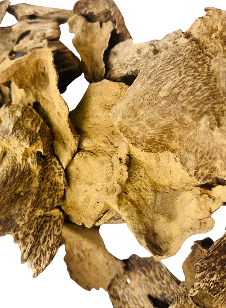 OUDY SriLankan Char Oud Wood –Adam Jungle VIP Large Premium Agarwood Pieces 12 Grams - Image 1
