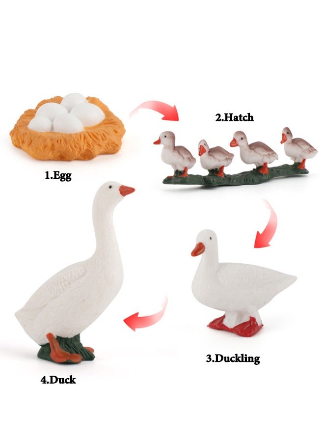 4-Piece Duck Growth Cycle Model Figure, Realistic Animal Figurines, Animal Growth Cycle Biological Model, Lifelike Duck Life Cycle Model Set for Kids Education, Learning Gifts, Party Favors - Image 2