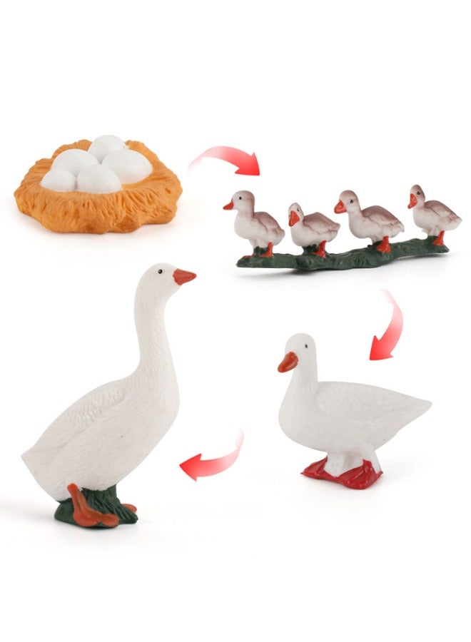 4-Piece Duck Growth Cycle Model Figure, Realistic Animal Figurines, Animal Growth Cycle Biological Model, Lifelike Duck Life Cycle Model Set for Kids Education, Learning Gifts, Party Favors - Image 1