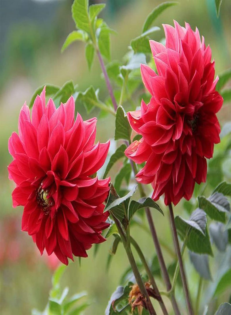 GGOOT 2pcs Rode Dahlia Bollen Geweldige Aanvulling op Decoratieve Tuin Geschikt Beginners Beginnende Tuiniers Gemakkelijk Teelt Trekt Bijen Kolibries - Image 4