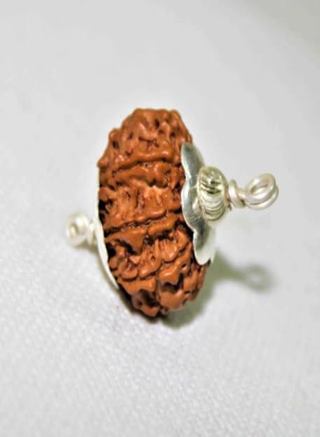 IRIS GEMS साथ मुखी रुद्राक्ष ओरिजनल Saath mukhi rudraksha with certificate, Seven mukhi rudraksha original सप्तमुखी रुद्राक्ष सेवन मुखी Saat mukhi rudraksha 7 मुखी रुद्राक्ष ओरिजनल Saptmukhi rudraksha - Image 3