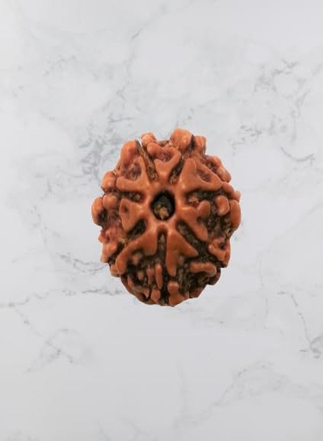 IRIS GEMS साथ मुखी रुद्राक्ष ओरिजनल Saath mukhi rudraksha with certificate, Seven mukhi rudraksha original सप्तमुखी रुद्राक्ष सेवन मुखी Saat mukhi rudraksha 7 मुखी रुद्राक्ष ओरिजनल Saptmukhi rudraksha - Image 2