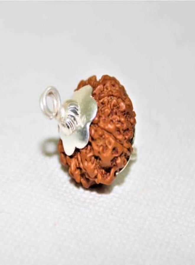 IRIS GEMS साथ मुखी रुद्राक्ष ओरिजनल Saath mukhi rudraksha with certificate, Seven mukhi rudraksha original सप्तमुखी रुद्राक्ष सेवन मुखी Saat mukhi rudraksha 7 मुखी रुद्राक्ष ओरिजनल Saptmukhi rudraksha - Image 5