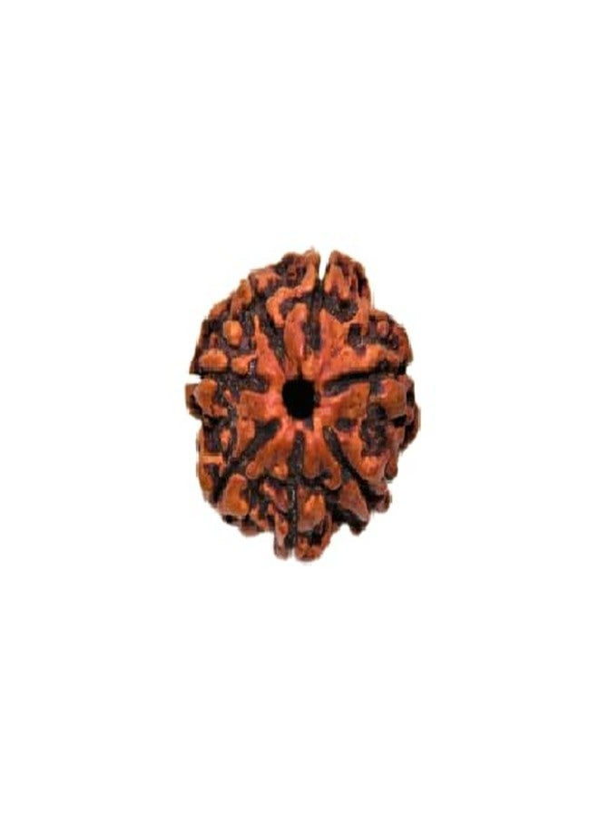 IRIS GEMS साथ मुखी रुद्राक्ष ओरिजनल Saath mukhi rudraksha with certificate, Seven mukhi rudraksha original सप्तमुखी रुद्राक्ष सेवन मुखी Saat mukhi rudraksha 7 मुखी रुद्राक्ष ओरिजनल Saptmukhi rudraksha - Image 1