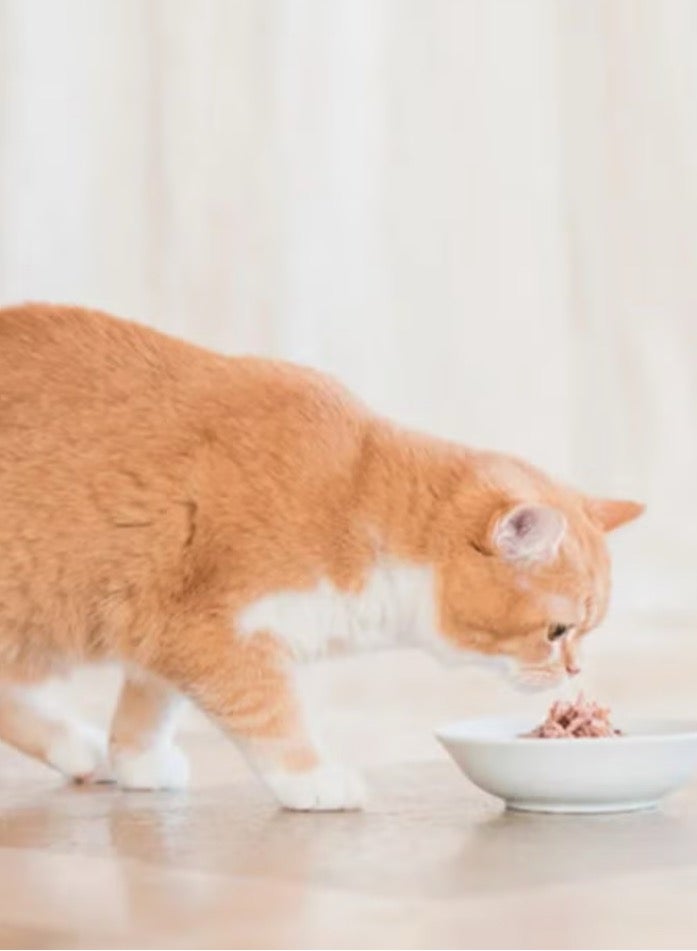 Schesir 6 Packs of NT Style Tuna in Multi-Color Cooking Water 6 x 50g - Image 2