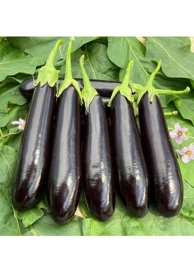 أجريماكس بذور الباذنجان Agrimax (طويلة ، سوداء) - Image 2