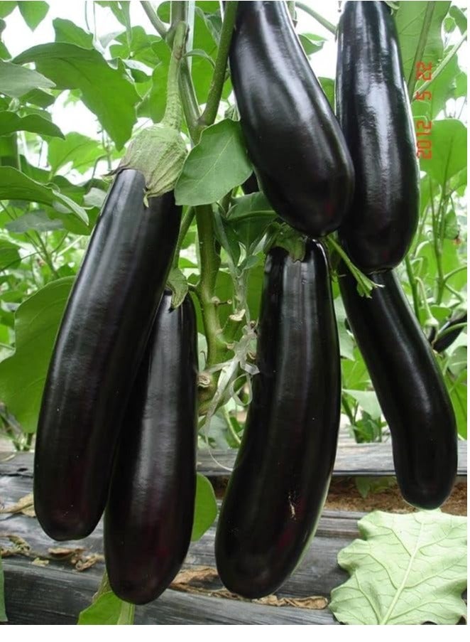 أجريماكس بذور الباذنجان Agrimax (طويلة ، سوداء) - Image 3