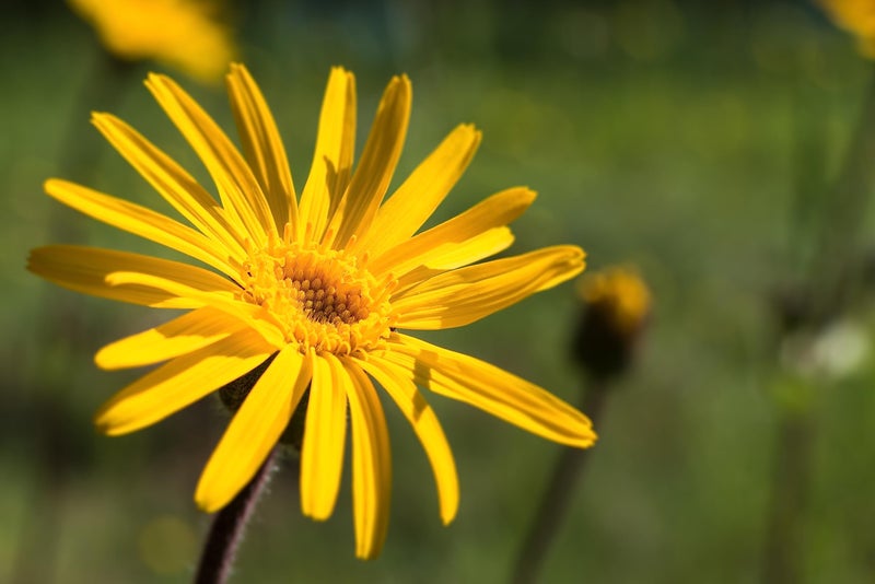 Weleda Arnica Muscle Soak, 6.8 Ounce - Image 4