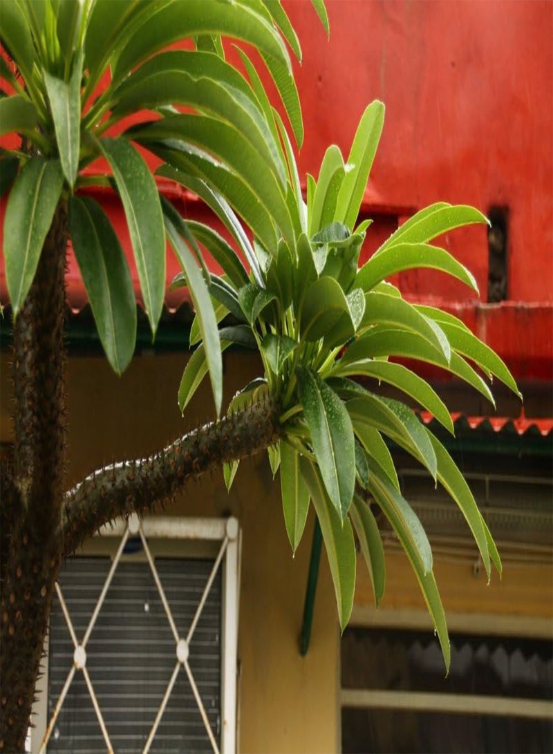 GGOOT Garden in The Bag - Madagascar Palm - 10 Seeds - Pachypodium lamerei - Image 5