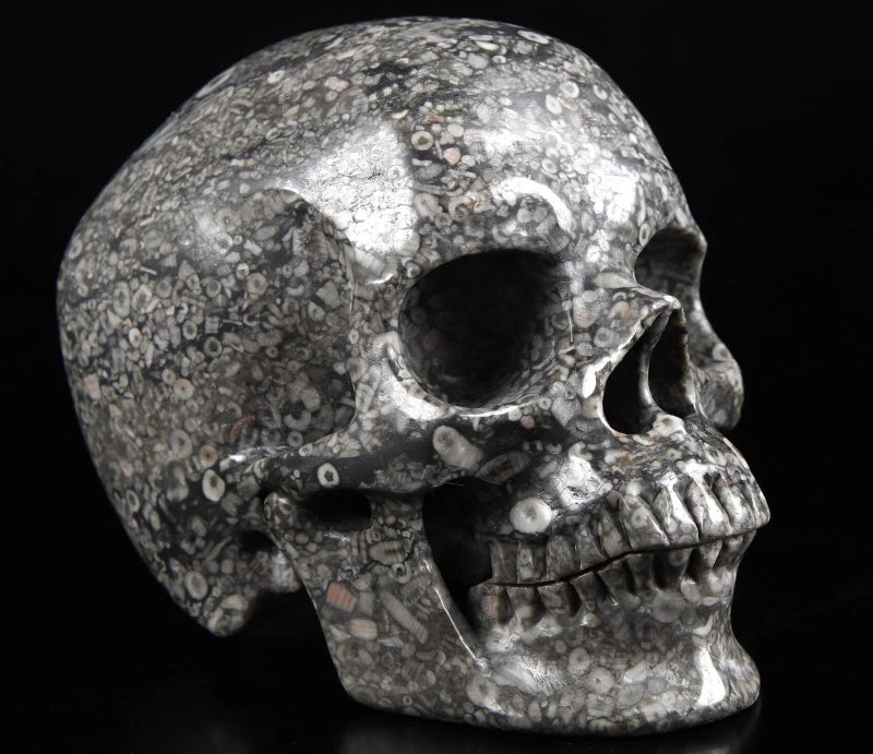 Skullis Skullis 5.0"" Crinoid Fossil Super Realistic Crystal Skull  Hand Carved Gemstone Fine Art Sculpture  Reiki Healing Stone Statue.1223 Z8  - Image 1