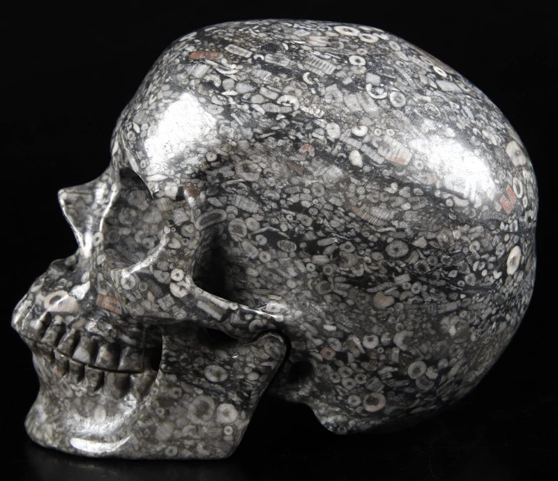 Skullis Skullis 5.0"" Crinoid Fossil Super Realistic Crystal Skull  Hand Carved Gemstone Fine Art Sculpture  Reiki Healing Stone Statue.1223 Z8  - Image 4