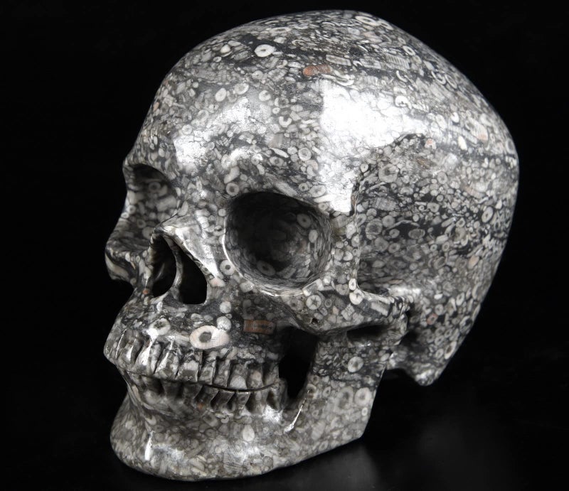Skullis Skullis 5.0"" Crinoid Fossil Super Realistic Crystal Skull  Hand Carved Gemstone Fine Art Sculpture  Reiki Healing Stone Statue.1223 Z8  - Image 2