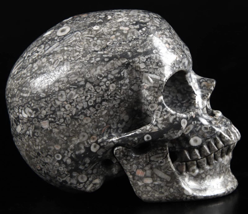 Skullis Skullis 5.0"" Crinoid Fossil Super Realistic Crystal Skull  Hand Carved Gemstone Fine Art Sculpture  Reiki Healing Stone Statue.1223 Z8  - Image 5