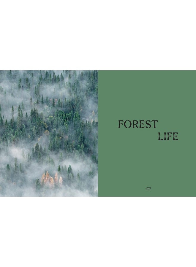Wild Life: 50 Projects to Rewild Your Life From the Home to Outdoors  - Image 5
