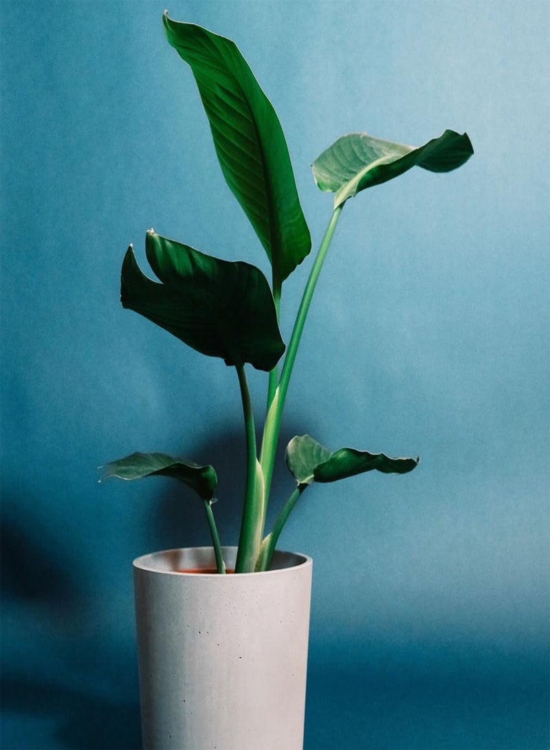 جي جوت بذور نبات المنزل الاستوائي "طائر الجنة مانديلا الذهبي" - 8 بذور نباتات منزلية نادرة - Image 2