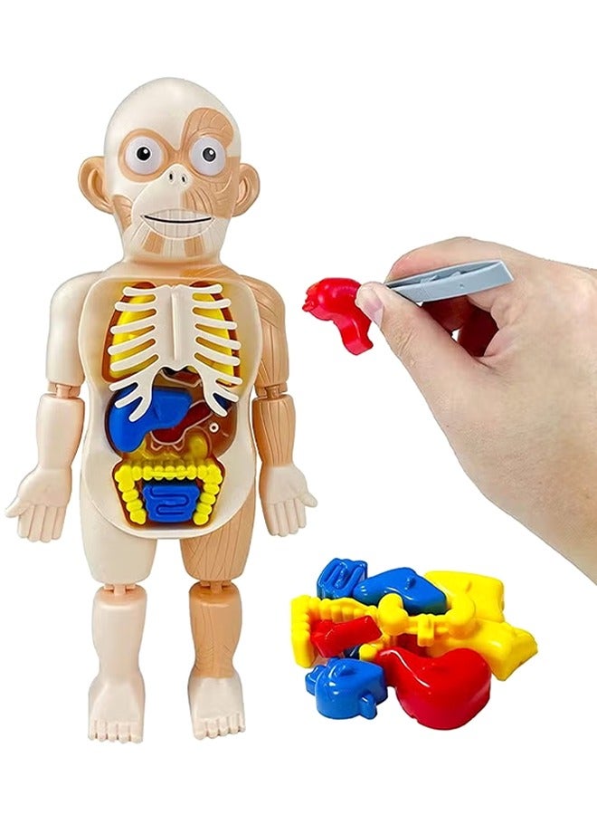 LJRN Kids Early Educational Learning Toys Human Organs Model with Removable Parts ,17 Pcs DIY Assembly Science Kits Toys for Boys Girls Preschool Learning Toys - Image 1