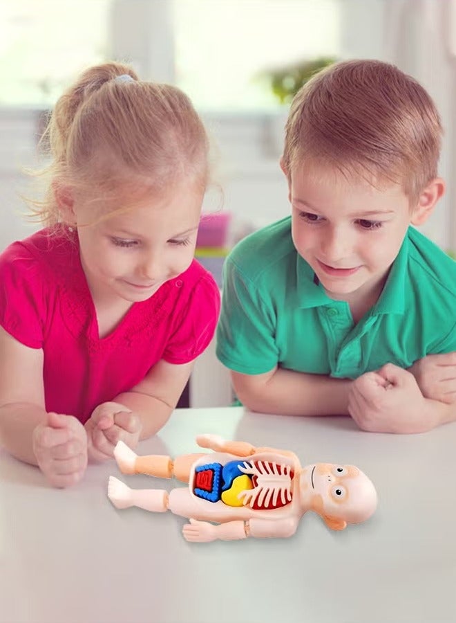 LJRN Kids Early Educational Learning Toys Human Organs Model with Removable Parts ,17 Pcs DIY Assembly Science Kits Toys for Boys Girls Preschool Learning Toys - Image 3