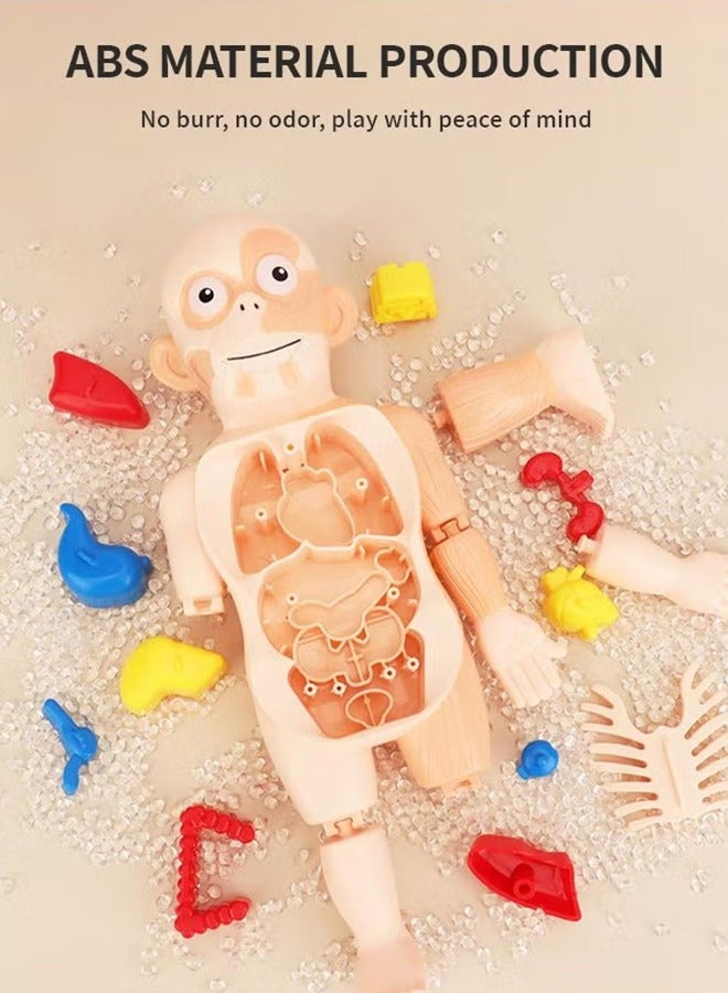 LJRN Kids Early Educational Learning Toys Human Organs Model with Removable Parts ,17 Pcs DIY Assembly Science Kits Toys for Boys Girls Preschool Learning Toys - Image 2