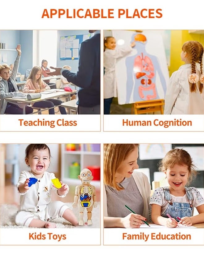 LJRN Kids Early Educational Learning Toys Human Organs Model with Removable Parts ,17 Pcs DIY Assembly Science Kits Toys for Boys Girls Preschool Learning Toys - Image 5