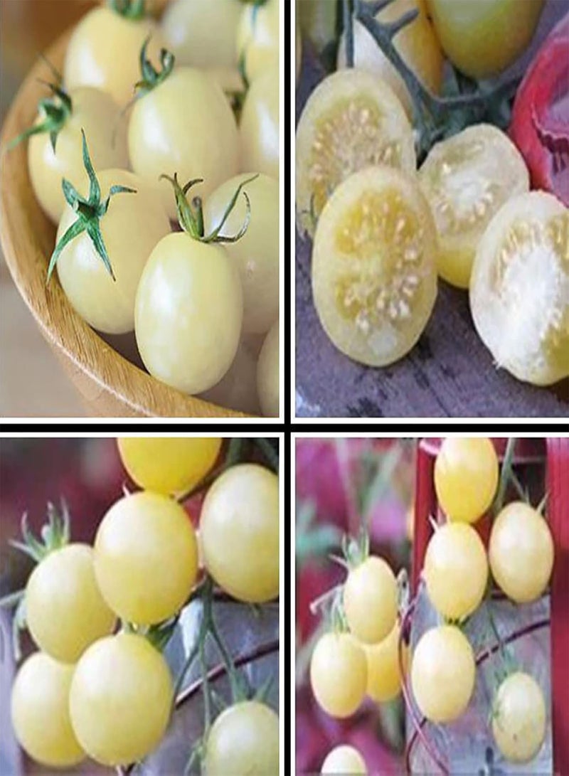 GGOOT 400Pcs Vegetables Seeds Juicy Easy-to-Store Perennial Fast Growing Tomato Seeds Garden Accessories - Seeds - Image 4