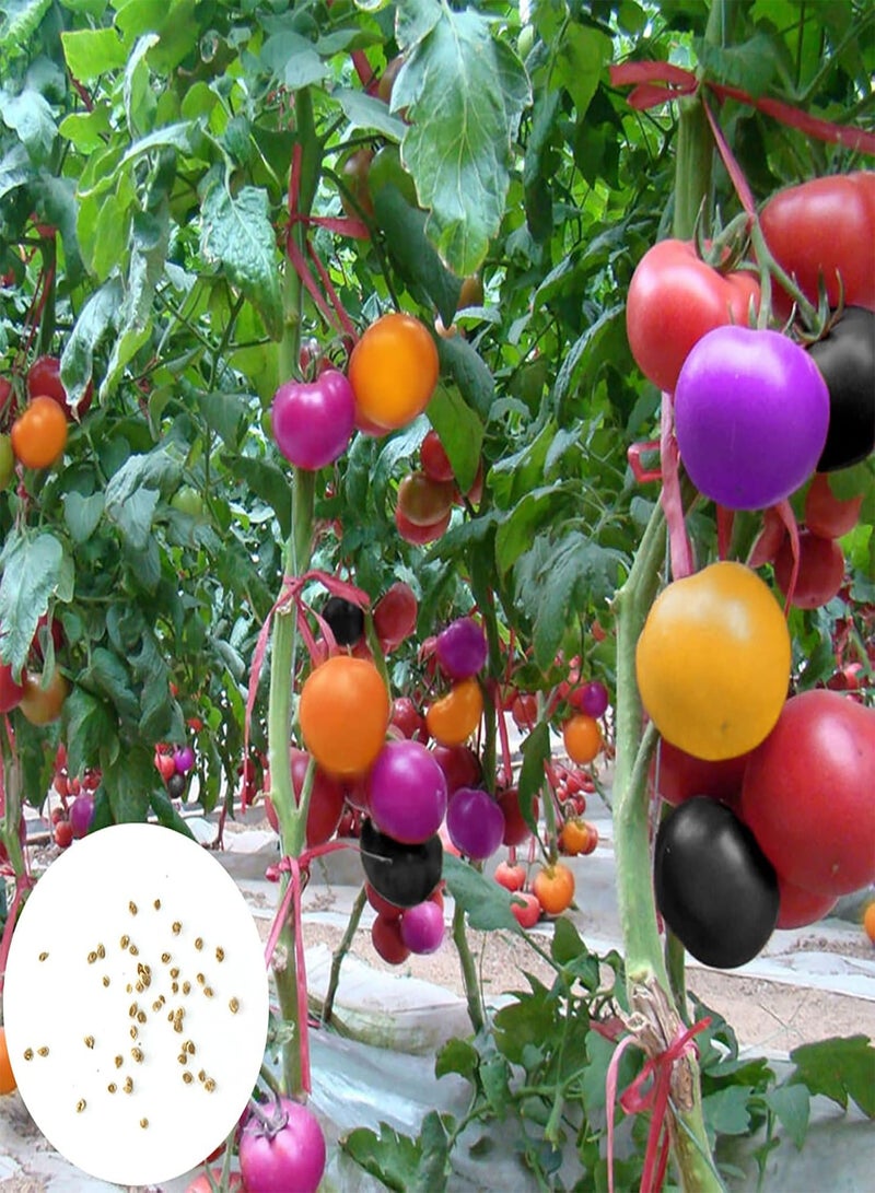 GGOOT 400Pcs Vegetables Seeds Juicy Easy-to-Store Perennial Fast Growing Tomato Seeds Garden Accessories - Seeds - Image 1