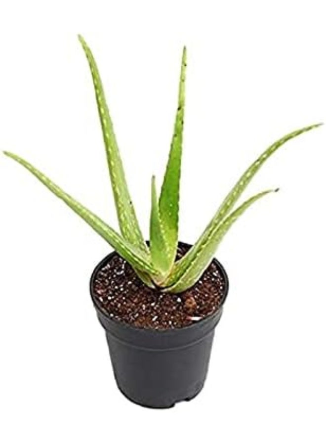 DUBAI GARDEN CENTRE نبات الألوة فيرا الصغير الداخلي من مركز دبي للحدائق، أخضر