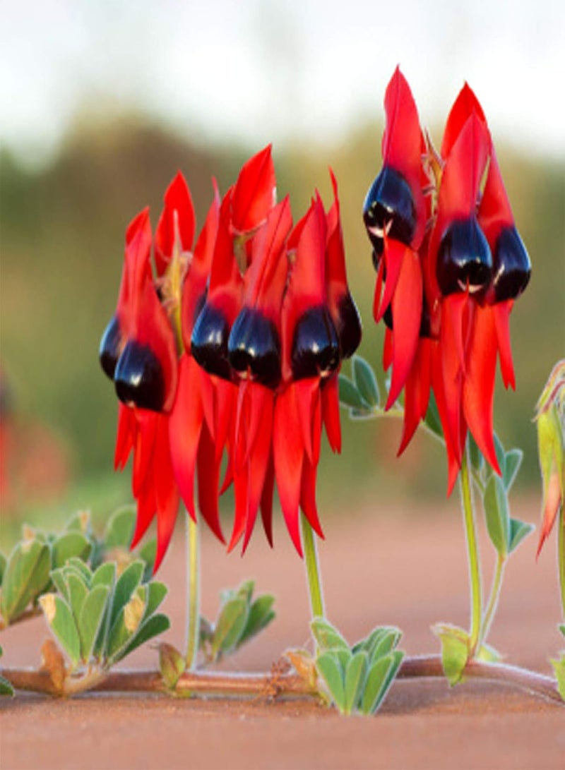 جي جوت 20 قطعة/حقيبة من بذور الزهور، بذور سوينسونا فورموزا المعمرة النابضة بالحياة للزراعة في الحديقة أو الفناء أو الهواء الطلق، بذرة واحدة - Image 2