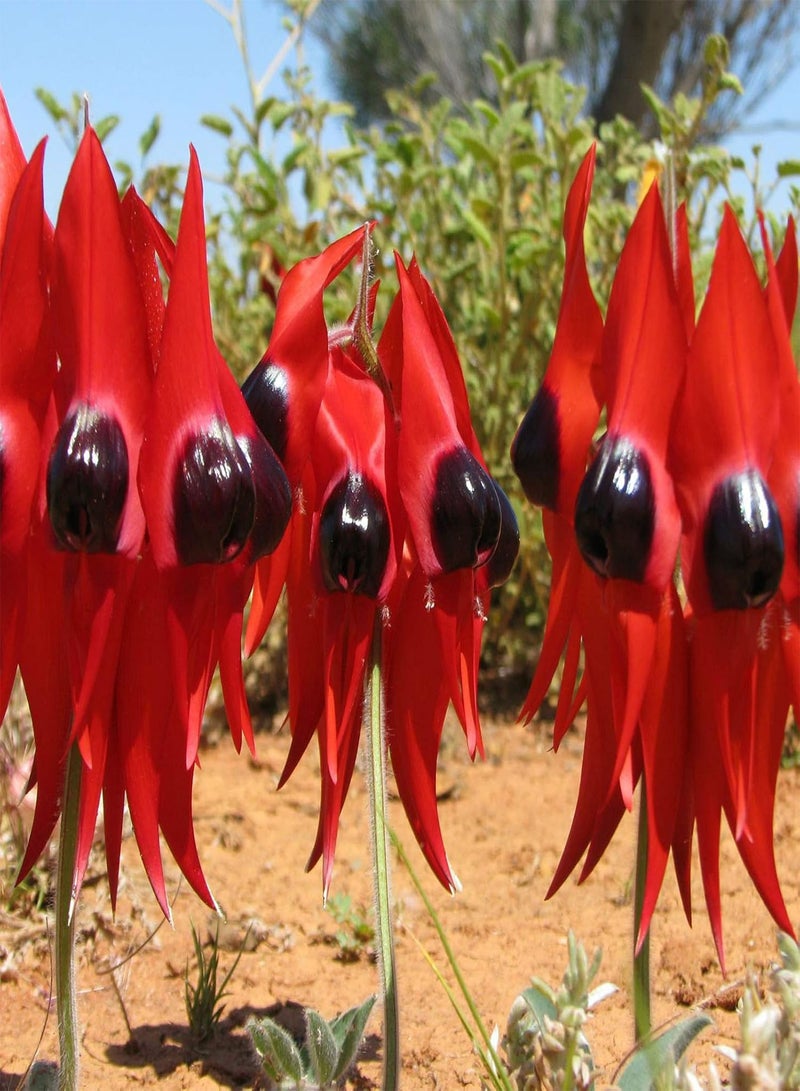 جي جوت 20 قطعة/حقيبة من بذور الزهور، بذور سوينسونا فورموزا المعمرة النابضة بالحياة للزراعة في الحديقة أو الفناء أو الهواء الطلق، بذرة واحدة - Image 1