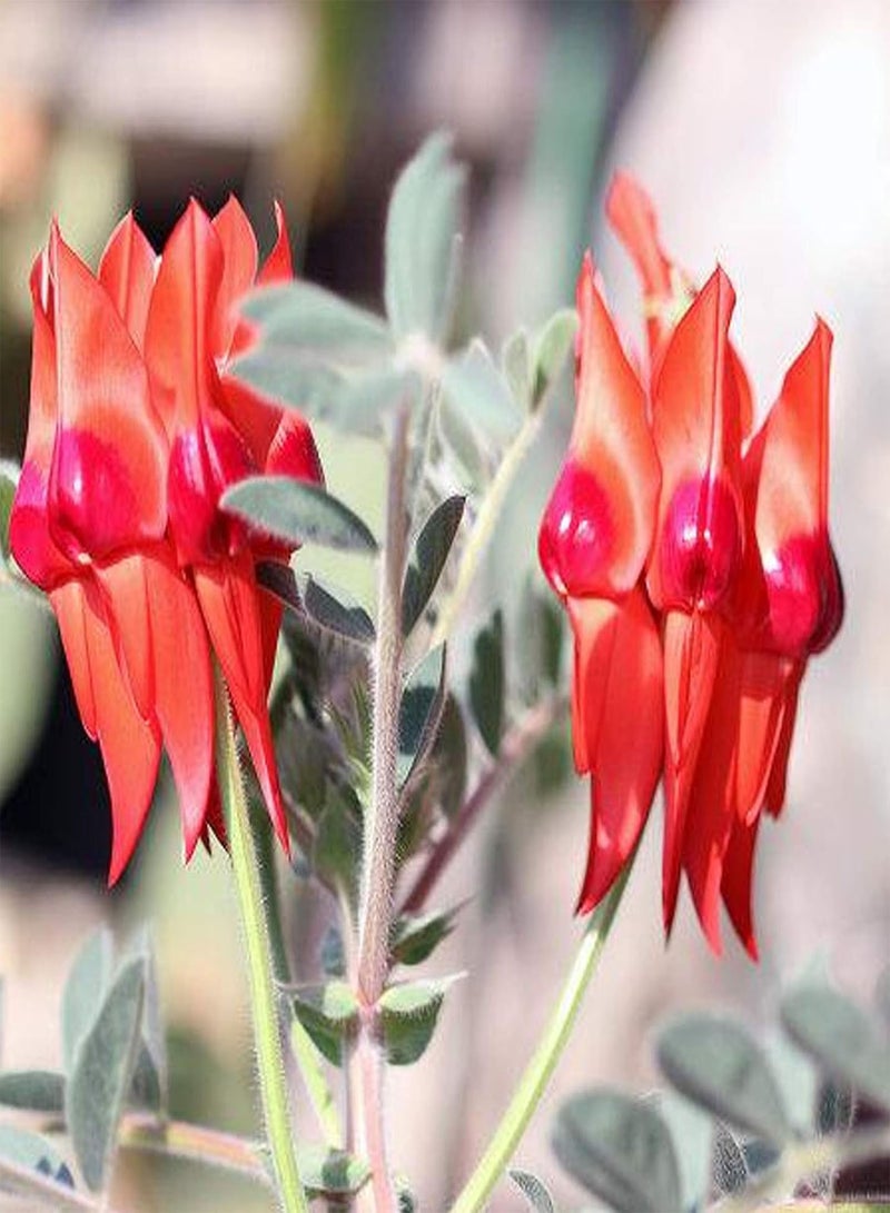 جي جوت 20 قطعة/حقيبة من بذور الزهور، بذور سوينسونا فورموزا المعمرة النابضة بالحياة للزراعة في الحديقة أو الفناء أو الهواء الطلق، بذرة واحدة - Image 4