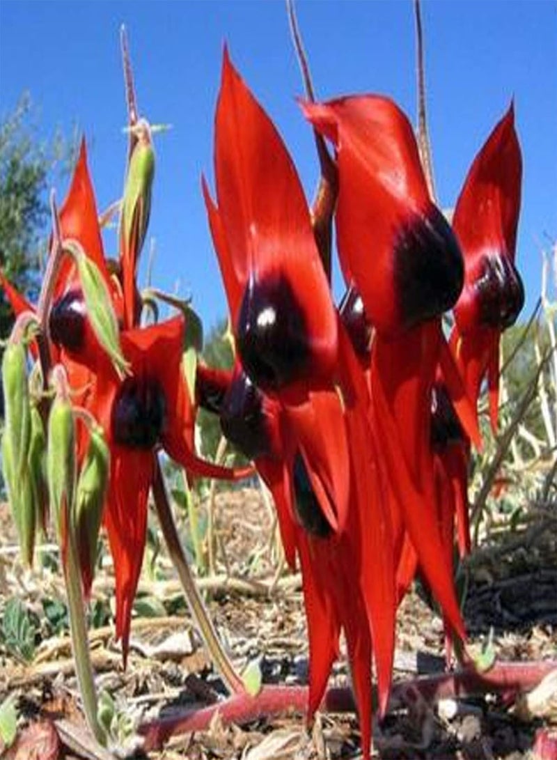 جي جوت 20 قطعة/حقيبة من بذور الزهور، بذور سوينسونا فورموزا المعمرة النابضة بالحياة للزراعة في الحديقة أو الفناء أو الهواء الطلق، بذرة واحدة - Image 3