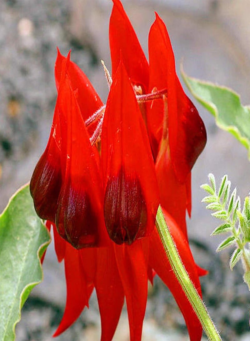 جي جوت 20 قطعة/حقيبة من بذور الزهور، بذور سوينسونا فورموزا المعمرة النابضة بالحياة للزراعة في الحديقة أو الفناء أو الهواء الطلق، بذرة واحدة - Image 5