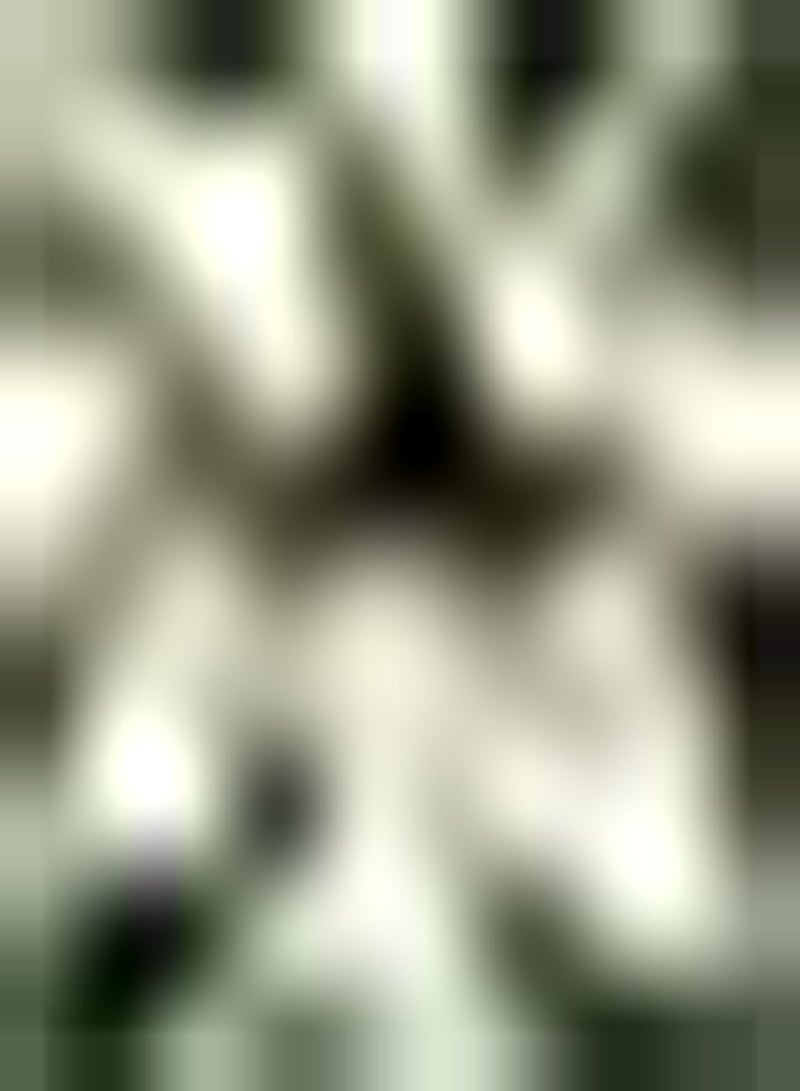 جي جوت 2Stück Amaryllis Zwiebeln في Sonderfarbe Amaryllis Blickfang Geeignete Bepflanzung inStücken Höfe - Image 2