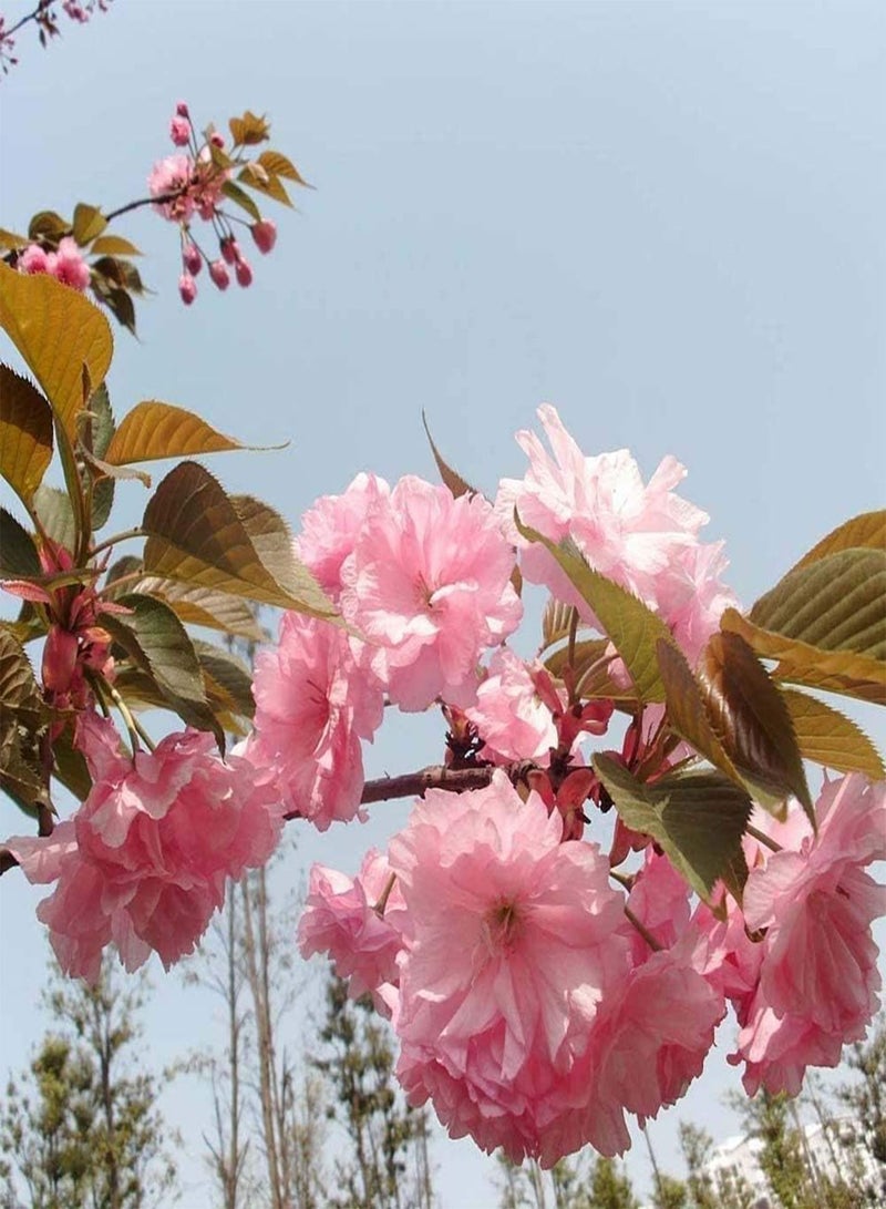 جي جوت 50 قطعة من بذور ساكورا، زهور وردية فاتحة مزروعة في الحدائق، سهلة الزراعة، بذور أزهار الكرز، ديكورات داخلية، هدايا البستنة - Image 4