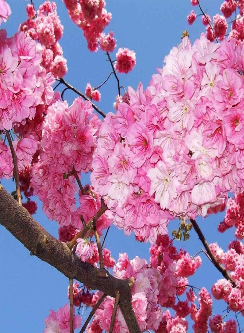 جي جوت 50 قطعة من بذور ساكورا، زهور وردية فاتحة مزروعة في الحدائق، سهلة الزراعة، بذور أزهار الكرز، ديكورات داخلية، هدايا البستنة - Image 5