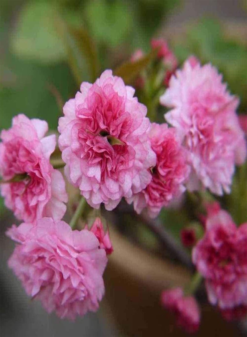 جي جوت 50 قطعة من بذور ساكورا، زهور وردية فاتحة مزروعة في الحدائق، سهلة الزراعة، بذور أزهار الكرز، ديكورات داخلية، هدايا البستنة - Image 3