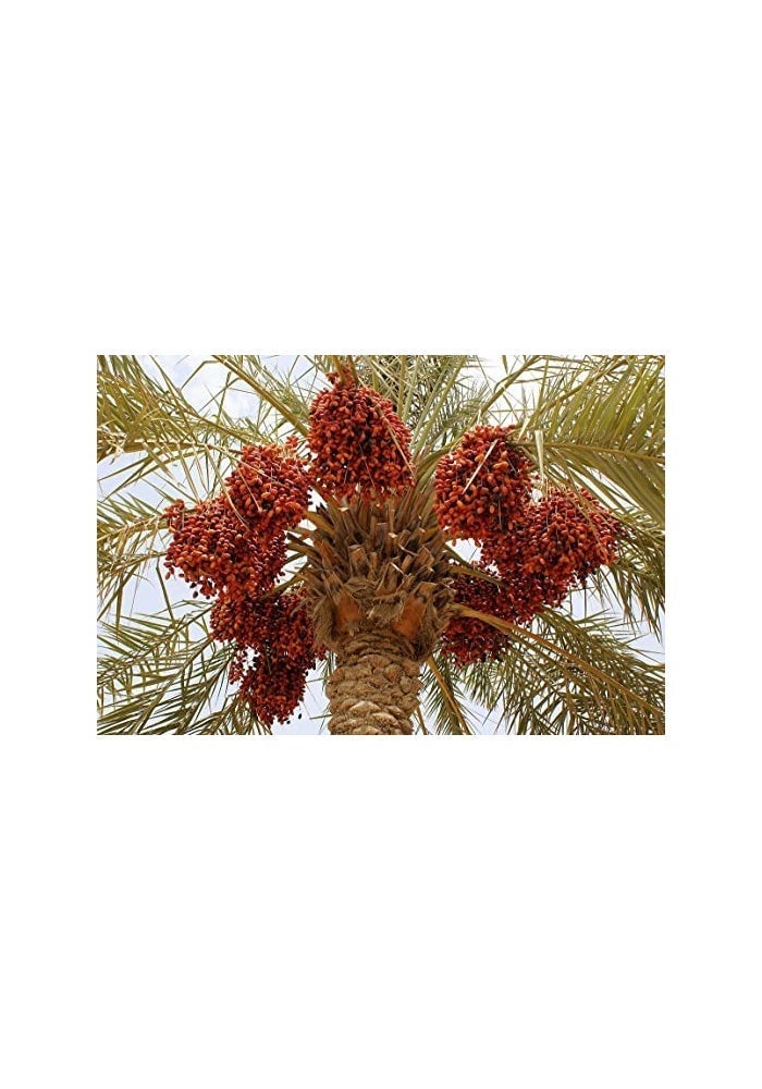 GPC Twint plus Fertilizer 1 liter – combination of Humic acid, Potassium, Phosphorus and Nitrogen, Perfect for Vegetables, Fruits, Flowers, Lawns, Potted plants, and Indoor Outdoor Gardens - Image 5